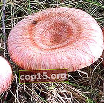 Funghi istantanei: funghi marinati e marinati