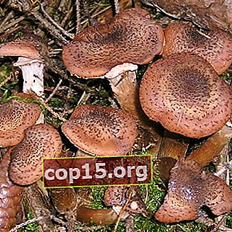 Funghi commestibili di abete rosso: foto e descrizione