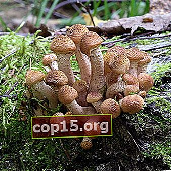 "Uspenskie" -svampar: hur de ser ut och när de ska samlas