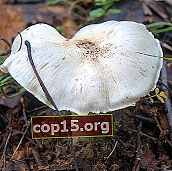 Rijduif (glaucous): foto en beschrijving van de paddenstoel
