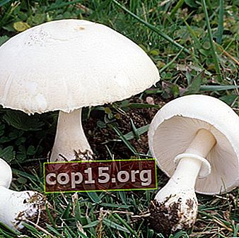 De volvariella-paddenstoel en zijn soortfoto - mooi en slijmerig