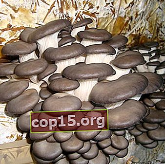 Ciupercile de stridii: proprietăți, beneficii și daune