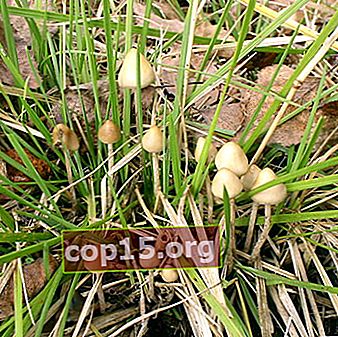 Semi-lancetvormige psilocyba: een foto van een paddenstoel en waar deze te vinden is