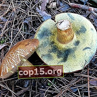 Perché i funghi porcini diventano viola dopo l'ebollizione?