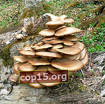 Cómo distinguir entre hongos ostra del bosque comestibles y falsos
