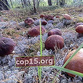 Welke paddenstoelen kunnen in het land worden gekweekt en hoe dit te doen