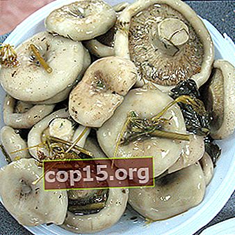 Recettes de champignons au lait blanc marinés (avec photo)
