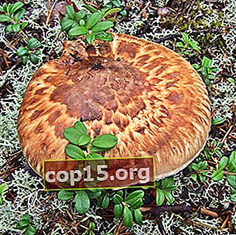 Comment faire cuire correctement les champignons ryadovka