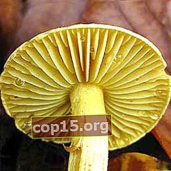 Ciupercă necomestibilă ryadovka galben sulf