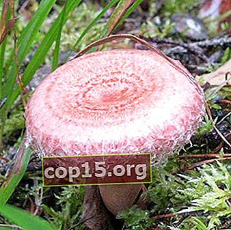 Valse paddenstoelen en hun verschillen met echte paddenstoelen