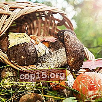 Ciuperci de vară: descrierea speciilor
