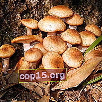 Honingpaddestoelen in de regio Lipetsk: waar champignons plukken