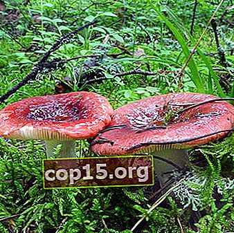 Oätlig russula: vilka typer av svampar som inte är ätliga