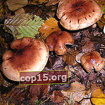Rangée rouge: description et photo du champignon comestible sous condition
