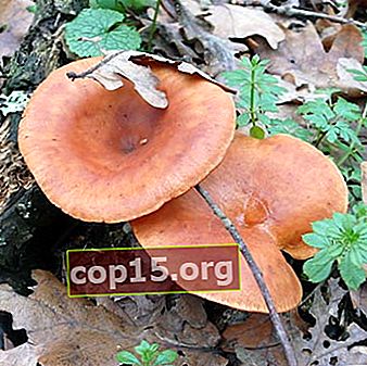 Giftige paddenstoelen Ryadovki - praters