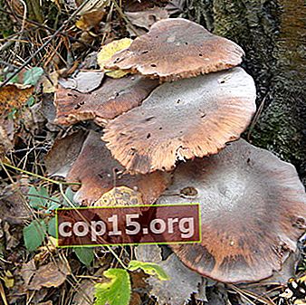 Funghi vecchi: che aspetto hanno e come si cucinano