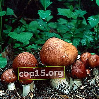 Ricciolo di funghi: descrizione e coltivazione