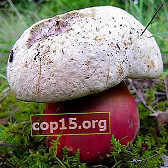 Champignon satanique: photo, description, double et vidéo d'un champignon vénéneux