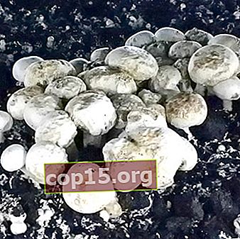 Tipi di muffe durante la coltivazione di funghi