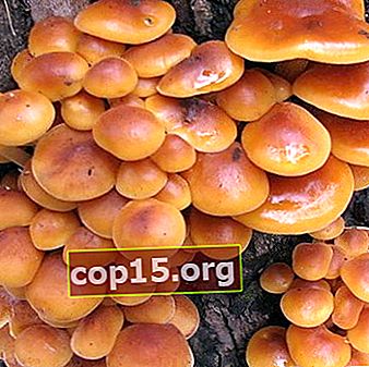 Méthodes de culture des champignons d'été et d'hiver