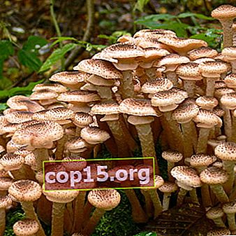 Honungsvampar i Ulyanovsk-regionen: var växer svampen?