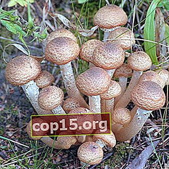 Funghi al miele nella regione di Kaluga: dove crescono i funghi