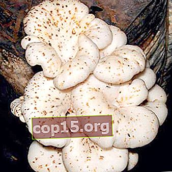 Malattie e parassiti dei funghi: descrizione e metodi di controllo