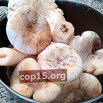 Comment faire tremper correctement les champignons de lait avant de les faire frire, saler et mariner
