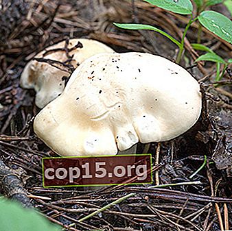 Il fungo di primavera può ryadovka