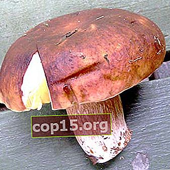 Welke paddenstoelen eruit zien als eekhoorntjesbrood: alle soorten