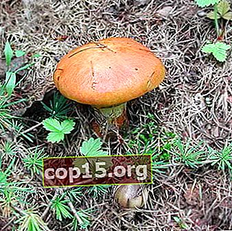 Combien de champignons huileux poussent sur un bon mycélium