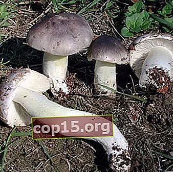 Tipi di funghi ryadovok nella regione di Mosca